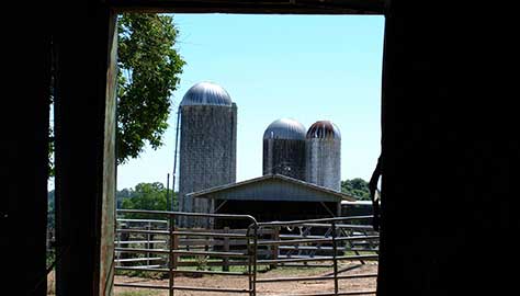 dairy